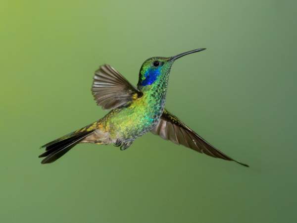 Hummingbirds on green background