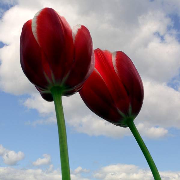 It is Tulip Time in Holland