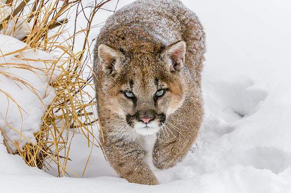 J Allen Art Studio - Winter Wildlife Photo Contest
