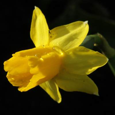 Just Daffodils