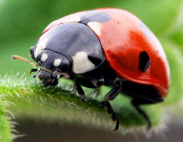 Ladybug in winter