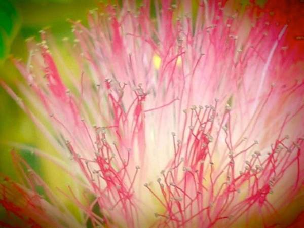 Mimosa Flowers - Color Photographs