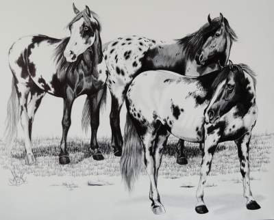My Herds of Horses My Herds of Horses