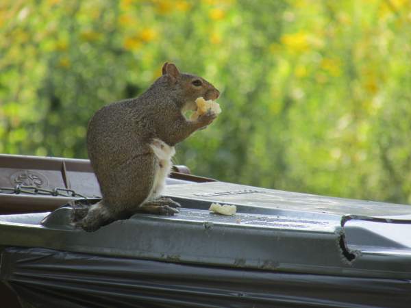 Nuts About Squirrels-Photo Contest