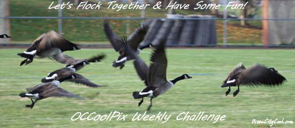 OCCoolPix Weekly Challenge Topic Thanksgiving