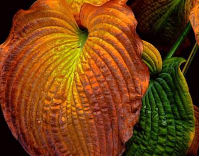 Orange Congest Orange Congest