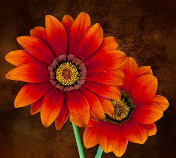 Orange Flowers - Any medium