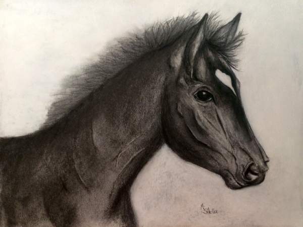 Pencil Drawings of HORSES