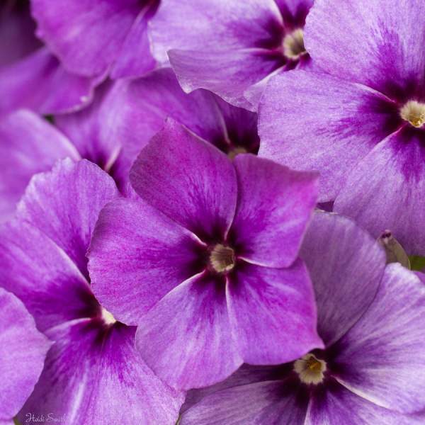 Phlox Floral Photography Only 