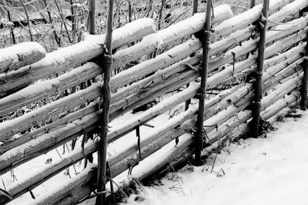 Photographs of old fences