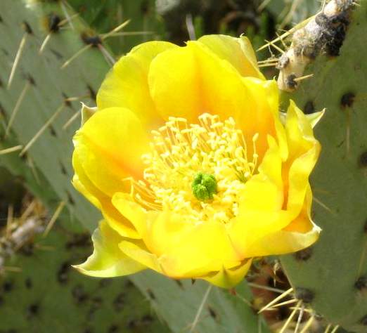Photos of Prickly plants in bloom