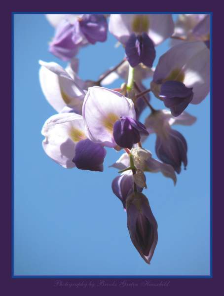 Photos of Purple Flowers