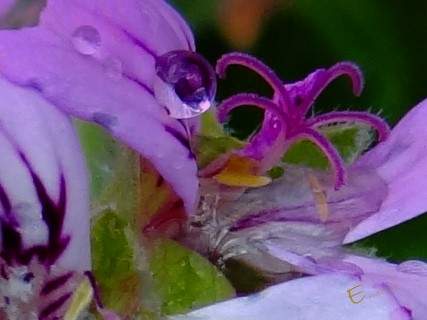 Pink and Purple Water Drops