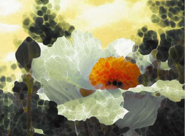 Poppies by Digital Artists