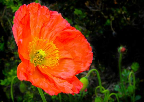 Poppies by Photographers