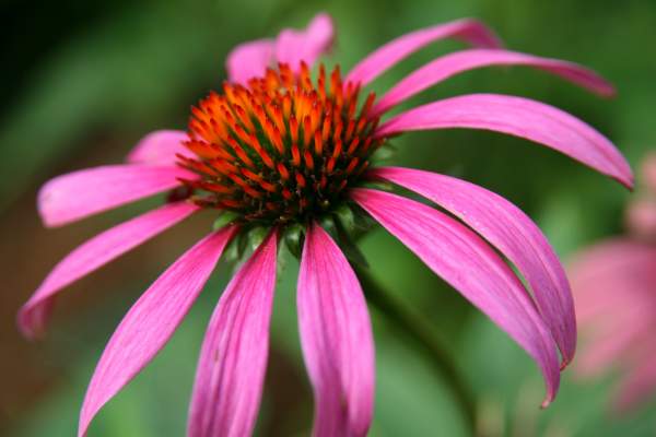 Post Your Best Wildflower Floral Photograph in 2014