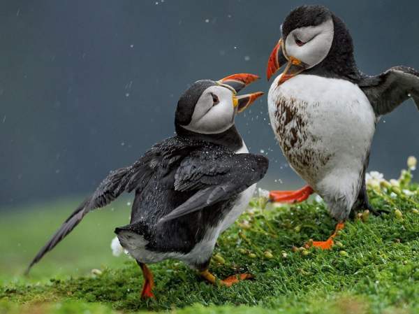 Puffins or Cuter