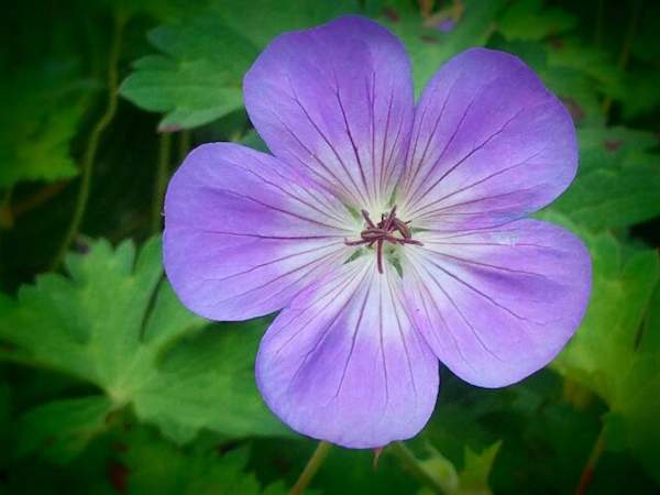 Purple and Green Flowers - Photographs 