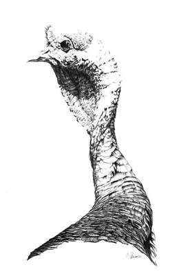 Realistic Sketches - Bird Wildlife