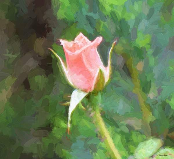 Rose paintings