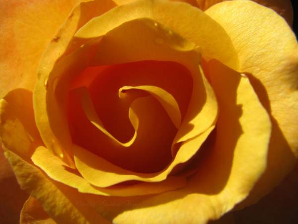 ROSES - yellow or gold