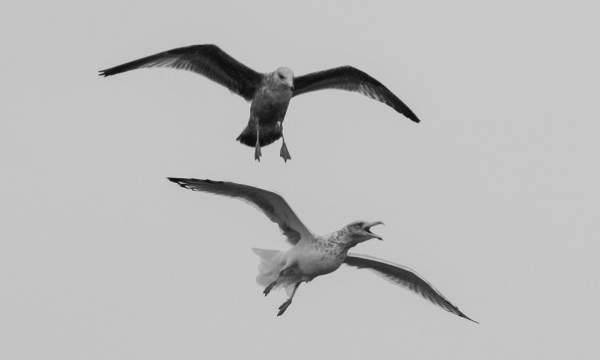 Seagull Black and White Photography 