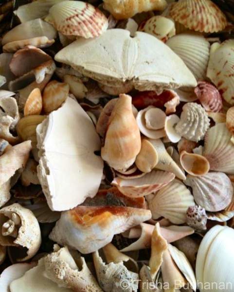 Seashell Contest