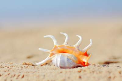 Shell Shell