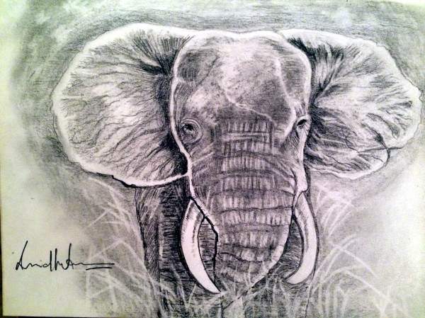 Sketched Elephants