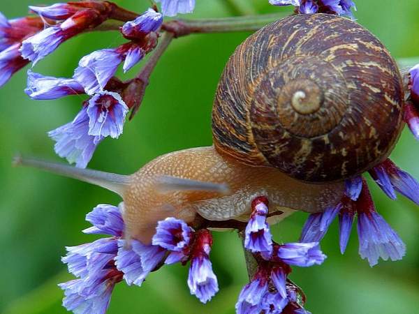 Snail on plant