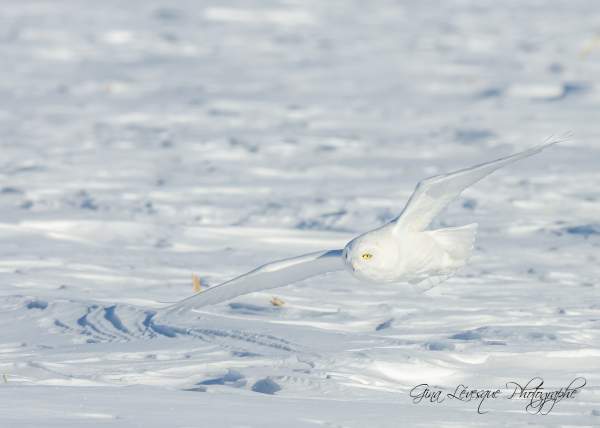 Snowy Owl Canadian Wildlife Photographers