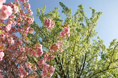 Spring Splendor photography