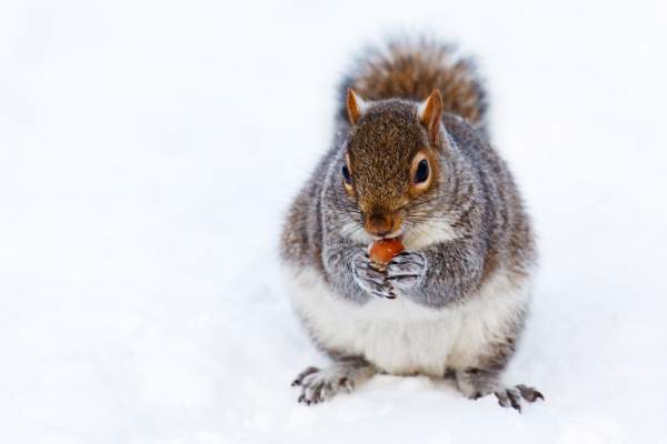Squirrels or Chipmunks in Winter