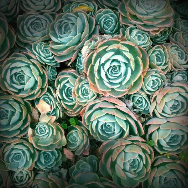 Succulent Flowers - Color Photographs