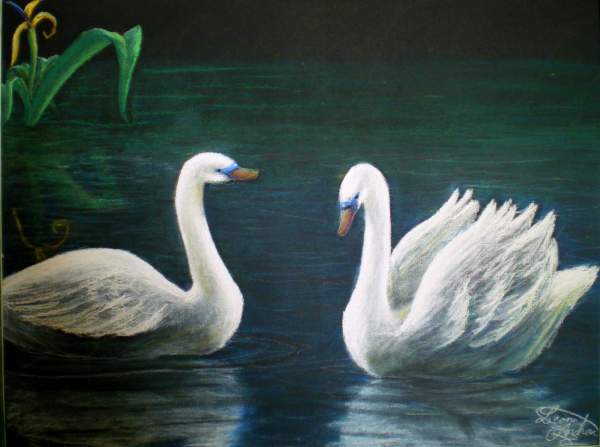 Swans at night