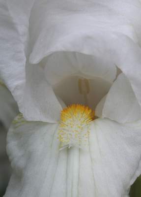 The Beautiful Iris The Beautiful Iris