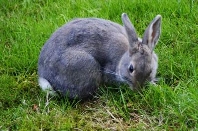 The best captured Rabbit