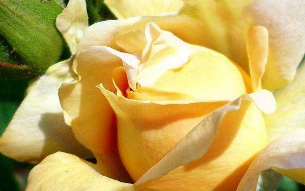 The Yellow Rose - Photography Only