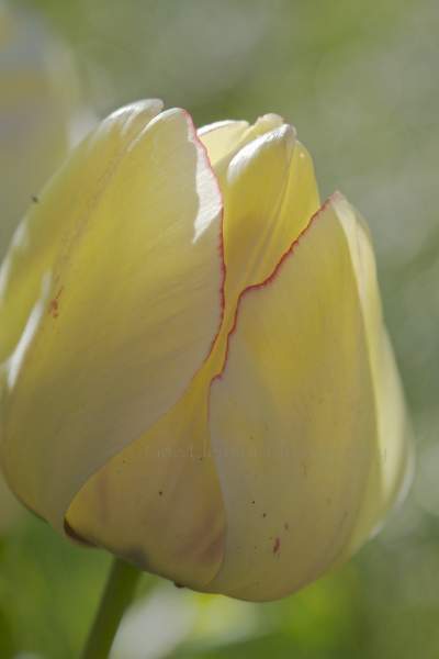 Tiptoe Through the Tulips - photos or paintings 