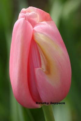 Tulip Tulip