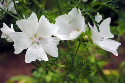 White Flowers Contest