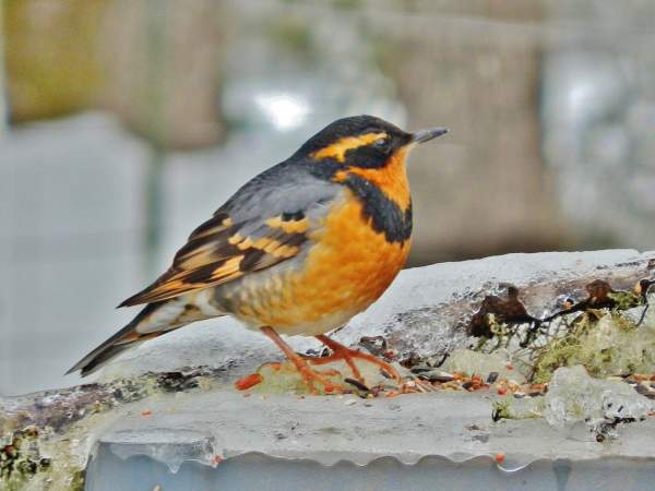YOUR BACKYARD Winter Bird Photography