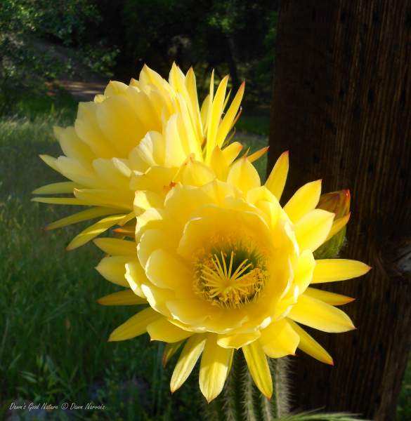 Your BEST Cactus BLOOMs or Succulent BLOOMs Images