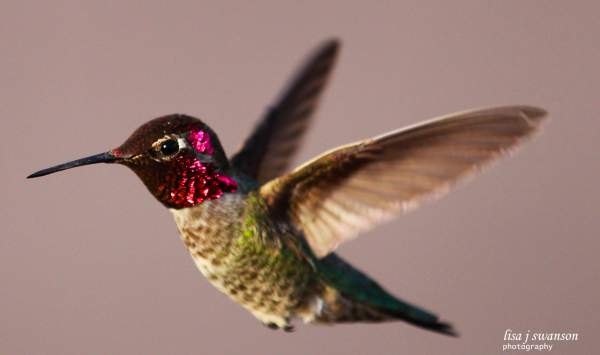 Your Best Hummingbird Shot