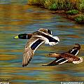 Duck Paintings