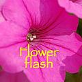 FLOWER flash