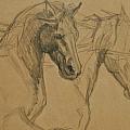 Horse Sketches and Drawings DELETED