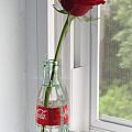 One Single Rose Blossom In A Pop or Soda Bottle