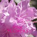 Pink flash- FLOWERS ONLY