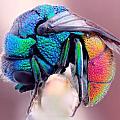 Your Best Macrophotography Image 